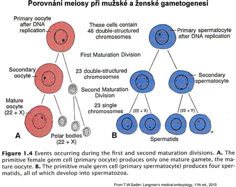 Buňka VI Meiosa Apoptosa Vesikulární transport Ústav histologie a