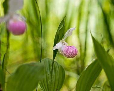 The Pink And White Ladys Slipper Cypripedium Reginae Was Designated