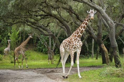 Wildlife Wednesdays: Which Giraffe Is Which at Disney’s Animal Kingdom ...