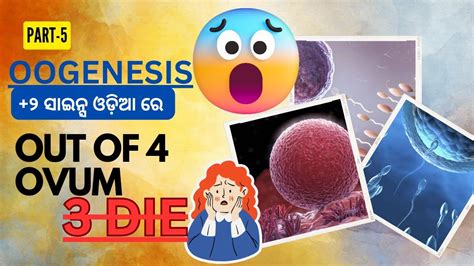 Oogenesis Gametogenesis Human Reproduction part 5 ଓଡଆ ର