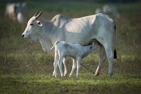 khillari  nursing calf  grassy field stock photo image  south
