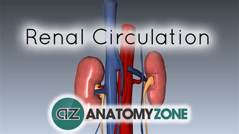 Renal Circulation • Cardiovascular Urinary • Anatomyzone