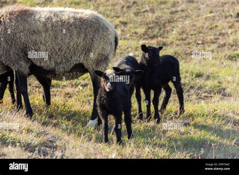 Curly Haired Sheep Hi Res Stock Photography And Images Alamy