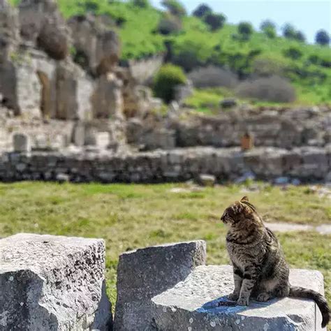 Mini Group Tour Kusadasi Ephesus House Of Virgin Mary Artemis