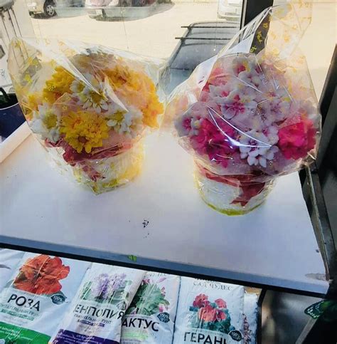 Амуу цэцэг - 💐Төрөл бүрийн давсан болон хиймэл цэцэгс...