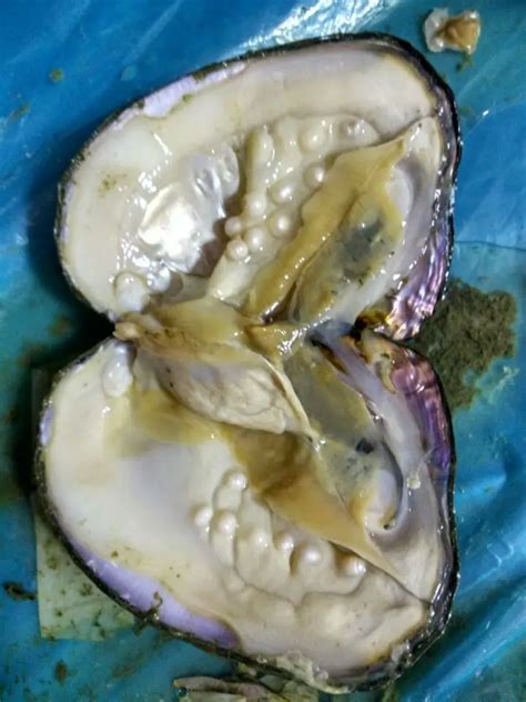 Natural Freshwater Oysters Pearls In Vacuum packed,20 30pcs Real Pearls ...