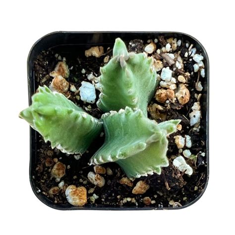 Stapelia Leendertziae – Thenextgardener