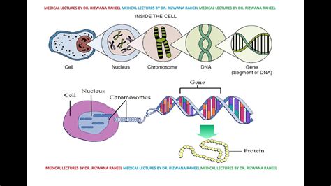 Nucleus Nuclear Membrane Nucleolus Chromosomes Gene Chromosome Chromatin Histone