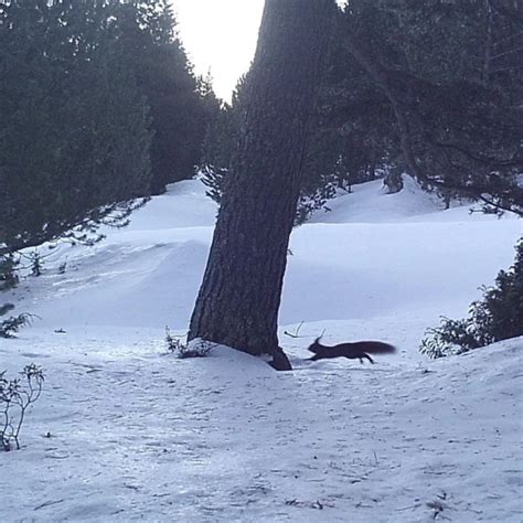 Infomapas on Twitter MónNatura Pirineus torna a obrir les portes el