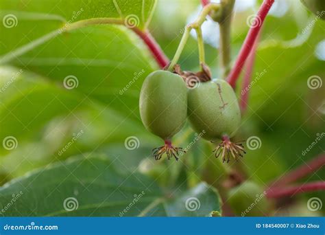 Baby kiwi fruit stock image. Image of organic, floral - 184540007