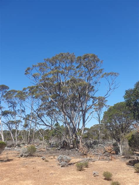 Eucalyptus Flocktoniae Hebes From Dundas Au Wa Au On January