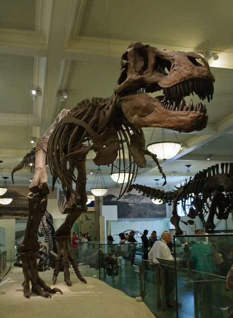 Tyrannosaurus Rex American Museum Of Natural History Flickr Photo Sharing