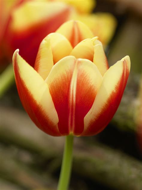 Tulipa Triumph Leen Van Der Mark