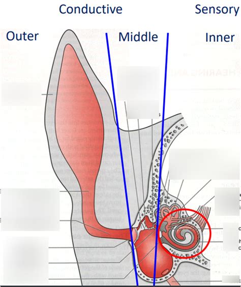 The Mammalian Ear Diagram | Quizlet