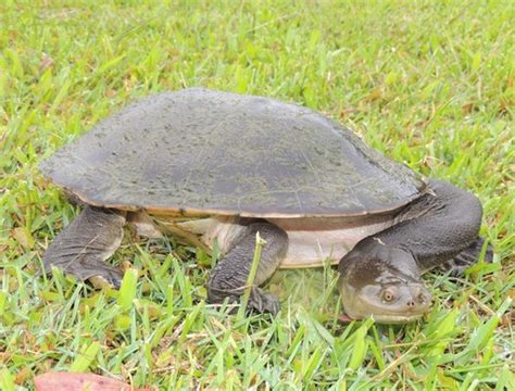 Chelodina Expansa Naturalista Mexico