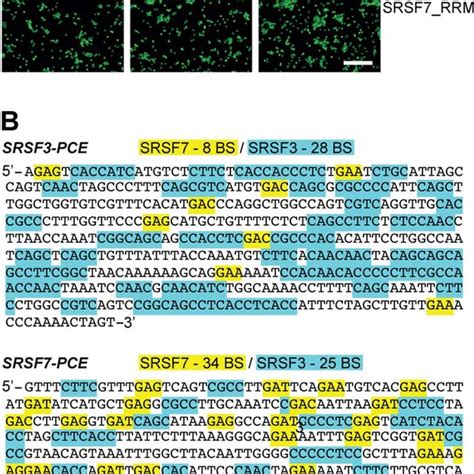 Translation Of Split Orf Rna Binding And Oligomerization Of Srsf