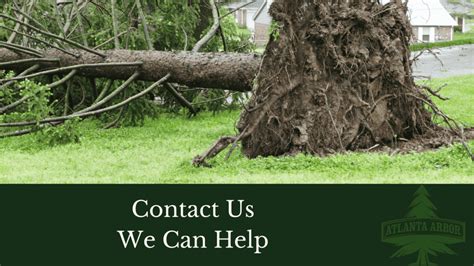 Does Homeowners Insurance Cover Tree Removal Atlanta Arbor