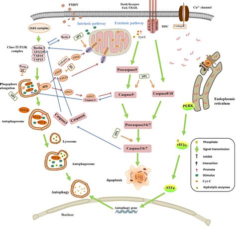 Frontiers Virushost Interactions In Foot And Mouth Disease Virus