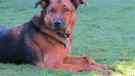 Chow Chow Vs Chow Shepherd Complete Breed Comparison
