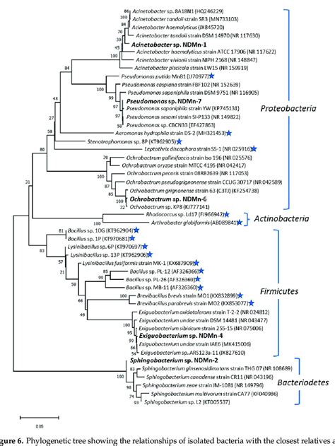 Phylogenetic Tree Showing The Relationships Of Isolated Bacteria With