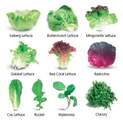 Leaf Lettuce Types