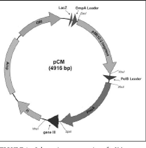 Pdf A Phage Display Vector Optimized For The Generation Of Human Antibody Combinatorial