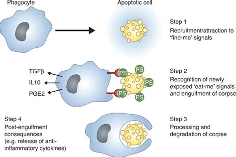 Apoptosis