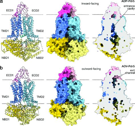 Conformational Changes Upon Atp Binding The Two Panels Depict The