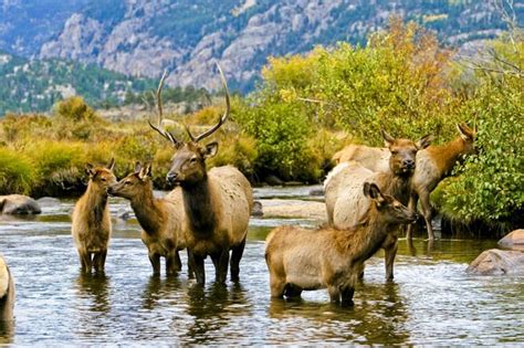 Elk Fest In Estes Park Co Oct 4 5 2014 Named One Of The Top 10