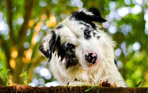 Download Wallpapers Australian Shepherd Summer Bokeh Cute Aussie