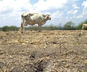 Mil Reses Muertas Por Sequ A En La Regi N Caribe