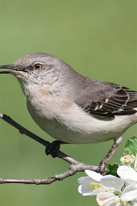 Mockingbird Bird at Randee Andes blog