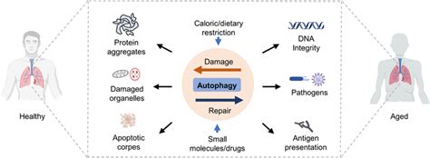 Systemic antiaging effects of autophagy. Autophagy may increase ...