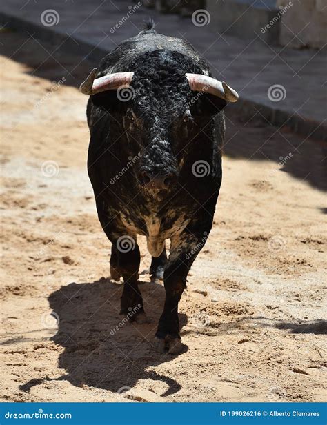 A Black Powerful Bull with Big Horns Stock Photo - Image of bravery ...