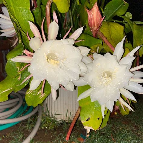 Epiphyllum Oxypetalum Cuttings