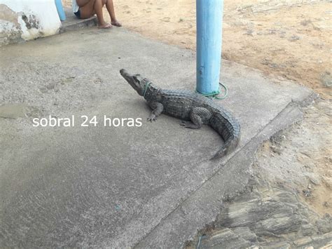 Moradores Capturam Jacar Na Localidade De Serrote Do Piaba Em Sobral