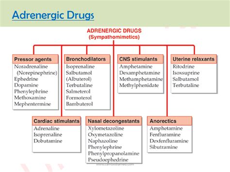 Pdf Adrenergic