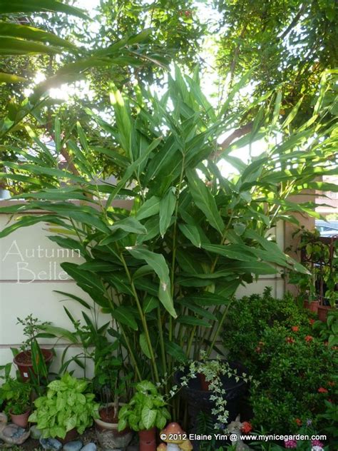 My Nice Garden How To Grow Galangal Alpinia Galanga From Store