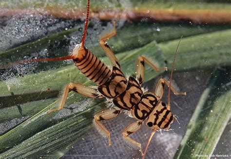 Struggling Stoneflies Imperiled Insects Part 2