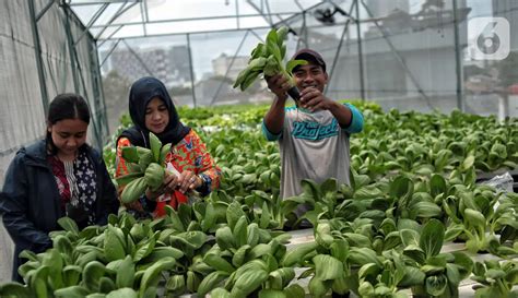 Menyulap Atap Masjid Jadi Kebun Sayur Hidroponik Dengan Sistem Smart