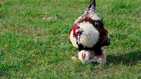 C Mo Se Reproducen Las Gallinas Cortejo Y Fecundaci N