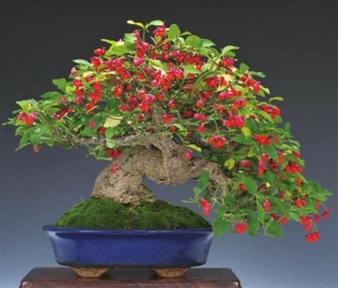 Pin Di Art Is Moonwalker Su Bonsai