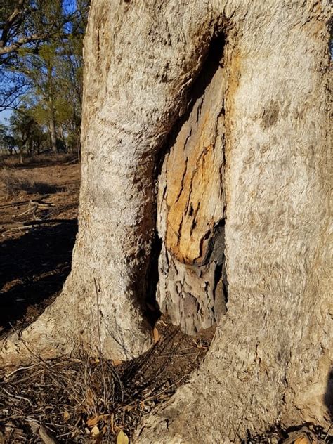 Scar Trees Burnt