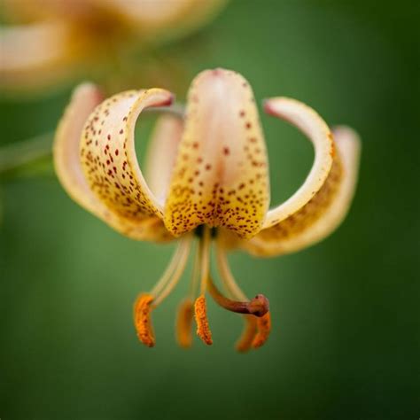 Guinea gold - The Blooming Company