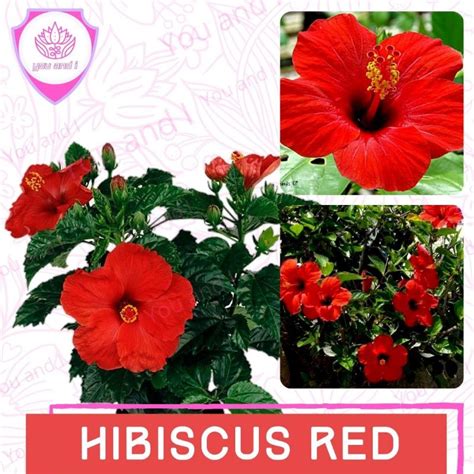 Jual Benih Hibiscus Red Biji Bunga Kembang Sepatu Shopee Indonesia