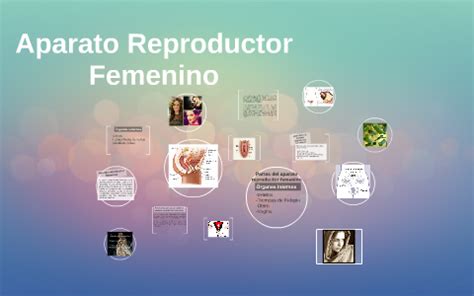 Aparato Reproductor Femenino By On Prezi