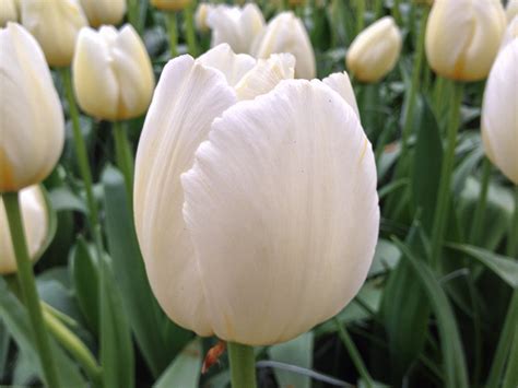 keukenhof gardens netherlands   douglas stebila
