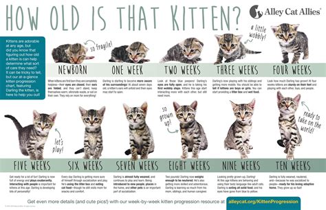 How To Tell How Old A Kitten Is And Why Its Important To Know Lola