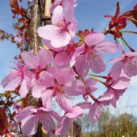 Prunus sargentii Rancho | Upright Sargents Cherry Blossom Trees