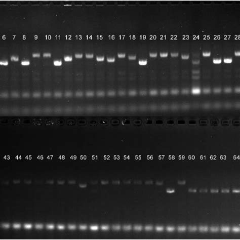 Electropherogram Showing The Presence Of Molecular Marker Xwmc44 In